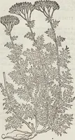 Picture 297 of 392 from Petri Andreae Matthioli Medici Senensis Commentarii, In Libros Sex Pedacii Dioscoridis Anazarbei, De Medica Materia: Adiectis quàm plurimis plantarum & animalium imaginibus, eodem authore (1554), leaf 506