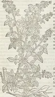 Picture 298 of 392 from Petri Andreae Matthioli Medici Senensis Commentarii, In Libros Sex Pedacii Dioscoridis Anazarbei, De Medica Materia: Adiectis quàm plurimis plantarum & animalium imaginibus, eodem authore (1554), leaf 507