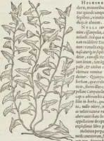 An illustration from Petri Andreae Matthioli Medici Senensis Commentarii, In Libros Sex Pedacii Dioscoridis Anazarbei, De Medica Materia: Adiectis quàm plurimis plantarum & animalium imaginibus, eodem authore (1554)