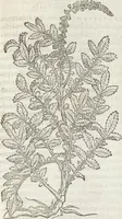 An illustration from Petri Andreae Matthioli Medici Senensis Commentarii, In Libros Sex Pedacii Dioscoridis Anazarbei, De Medica Materia: Adiectis quàm plurimis plantarum & animalium imaginibus, eodem authore (1554)