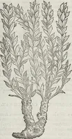 Picture 301 of 392 from Petri Andreae Matthioli Medici Senensis Commentarii, In Libros Sex Pedacii Dioscoridis Anazarbei, De Medica Materia: Adiectis quàm plurimis plantarum & animalium imaginibus, eodem authore (1554), leaf 512