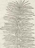 Picture 302 of 392 from Petri Andreae Matthioli Medici Senensis Commentarii, In Libros Sex Pedacii Dioscoridis Anazarbei, De Medica Materia: Adiectis quàm plurimis plantarum & animalium imaginibus, eodem authore (1554), leaf 513