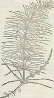An illustration from Petri Andreae Matthioli Medici Senensis Commentarii, In Libros Sex Pedacii Dioscoridis Anazarbei, De Medica Materia: Adiectis quàm plurimis plantarum & animalium imaginibus, eodem authore (1554)