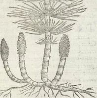 An illustration from Petri Andreae Matthioli Medici Senensis Commentarii, In Libros Sex Pedacii Dioscoridis Anazarbei, De Medica Materia: Adiectis quàm plurimis plantarum & animalium imaginibus, eodem authore (1554)