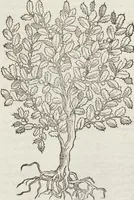 An illustration from Petri Andreae Matthioli Medici Senensis Commentarii, In Libros Sex Pedacii Dioscoridis Anazarbei, De Medica Materia: Adiectis quàm plurimis plantarum & animalium imaginibus, eodem authore (1554)