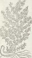 Picture 306 of 392 from Petri Andreae Matthioli Medici Senensis Commentarii, In Libros Sex Pedacii Dioscoridis Anazarbei, De Medica Materia: Adiectis quàm plurimis plantarum & animalium imaginibus, eodem authore (1554), leaf 515