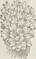 Picture 307 of 392 from Petri Andreae Matthioli Medici Senensis Commentarii, In Libros Sex Pedacii Dioscoridis Anazarbei, De Medica Materia: Adiectis quàm plurimis plantarum & animalium imaginibus, eodem authore (1554), leaf 516