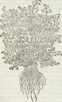 An illustration from Petri Andreae Matthioli Medici Senensis Commentarii, In Libros Sex Pedacii Dioscoridis Anazarbei, De Medica Materia: Adiectis quàm plurimis plantarum & animalium imaginibus, eodem authore (1554)