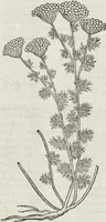 An illustration from Petri Andreae Matthioli Medici Senensis Commentarii, In Libros Sex Pedacii Dioscoridis Anazarbei, De Medica Materia: Adiectis quàm plurimis plantarum & animalium imaginibus, eodem authore (1554)