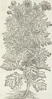 An illustration from Petri Andreae Matthioli Medici Senensis Commentarii, In Libros Sex Pedacii Dioscoridis Anazarbei, De Medica Materia: Adiectis quàm plurimis plantarum & animalium imaginibus, eodem authore (1554)