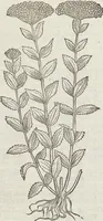 Picture 311 of 392 from Petri Andreae Matthioli Medici Senensis Commentarii, In Libros Sex Pedacii Dioscoridis Anazarbei, De Medica Materia: Adiectis quàm plurimis plantarum & animalium imaginibus, eodem authore (1554), leaf 520