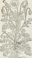 An illustration from Petri Andreae Matthioli Medici Senensis Commentarii, In Libros Sex Pedacii Dioscoridis Anazarbei, De Medica Materia: Adiectis quàm plurimis plantarum & animalium imaginibus, eodem authore (1554)