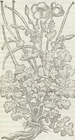 An illustration from Petri Andreae Matthioli Medici Senensis Commentarii, In Libros Sex Pedacii Dioscoridis Anazarbei, De Medica Materia: Adiectis quàm plurimis plantarum & animalium imaginibus, eodem authore (1554)
