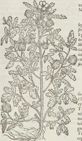 An illustration from Petri Andreae Matthioli Medici Senensis Commentarii, In Libros Sex Pedacii Dioscoridis Anazarbei, De Medica Materia: Adiectis quàm plurimis plantarum & animalium imaginibus, eodem authore (1554)