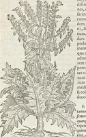 An illustration from Petri Andreae Matthioli Medici Senensis Commentarii, In Libros Sex Pedacii Dioscoridis Anazarbei, De Medica Materia: Adiectis quàm plurimis plantarum & animalium imaginibus, eodem authore (1554)