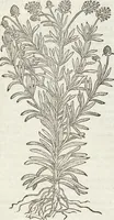 Picture 316 of 392 from Petri Andreae Matthioli Medici Senensis Commentarii, In Libros Sex Pedacii Dioscoridis Anazarbei, De Medica Materia: Adiectis quàm plurimis plantarum & animalium imaginibus, eodem authore (1554), leaf 527