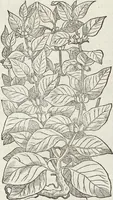An illustration from Petri Andreae Matthioli Medici Senensis Commentarii, In Libros Sex Pedacii Dioscoridis Anazarbei, De Medica Materia: Adiectis quàm plurimis plantarum & animalium imaginibus, eodem authore (1554)