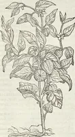 An illustration from Petri Andreae Matthioli Medici Senensis Commentarii, In Libros Sex Pedacii Dioscoridis Anazarbei, De Medica Materia: Adiectis quàm plurimis plantarum & animalium imaginibus, eodem authore (1554)