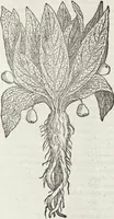 An illustration from Petri Andreae Matthioli Medici Senensis Commentarii, In Libros Sex Pedacii Dioscoridis Anazarbei, De Medica Materia: Adiectis quàm plurimis plantarum & animalium imaginibus, eodem authore (1554)