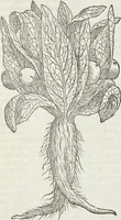 Picture 320 of 392 from Petri Andreae Matthioli Medici Senensis Commentarii, In Libros Sex Pedacii Dioscoridis Anazarbei, De Medica Materia: Adiectis quàm plurimis plantarum & animalium imaginibus, eodem authore (1554), leaf 531