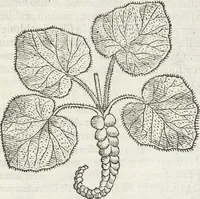 Picture 321 of 392 from Petri Andreae Matthioli Medici Senensis Commentarii, In Libros Sex Pedacii Dioscoridis Anazarbei, De Medica Materia: Adiectis quàm plurimis plantarum & animalium imaginibus, eodem authore (1554), leaf 533