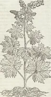 An illustration from Petri Andreae Matthioli Medici Senensis Commentarii, In Libros Sex Pedacii Dioscoridis Anazarbei, De Medica Materia: Adiectis quàm plurimis plantarum & animalium imaginibus, eodem authore (1554)