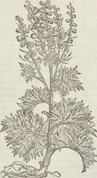 Picture 323 of 392 from Petri Andreae Matthioli Medici Senensis Commentarii, In Libros Sex Pedacii Dioscoridis Anazarbei, De Medica Materia: Adiectis quàm plurimis plantarum & animalium imaginibus, eodem authore (1554), leaf 534