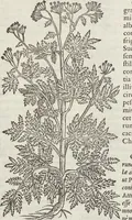 An illustration from Petri Andreae Matthioli Medici Senensis Commentarii, In Libros Sex Pedacii Dioscoridis Anazarbei, De Medica Materia: Adiectis quàm plurimis plantarum & animalium imaginibus, eodem authore (1554)