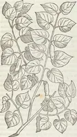 Picture 326 of 392 from Petri Andreae Matthioli Medici Senensis Commentarii, In Libros Sex Pedacii Dioscoridis Anazarbei, De Medica Materia: Adiectis quàm plurimis plantarum & animalium imaginibus, eodem authore (1554), leaf 537