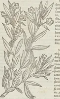 Picture 327 of 392 from Petri Andreae Matthioli Medici Senensis Commentarii, In Libros Sex Pedacii Dioscoridis Anazarbei, De Medica Materia: Adiectis quàm plurimis plantarum & animalium imaginibus, eodem authore (1554), leaf 538