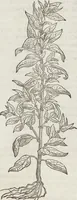 Picture 328 of 392 from Petri Andreae Matthioli Medici Senensis Commentarii, In Libros Sex Pedacii Dioscoridis Anazarbei, De Medica Materia: Adiectis quàm plurimis plantarum & animalium imaginibus, eodem authore (1554), leaf 542