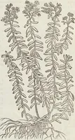 An illustration from Petri Andreae Matthioli Medici Senensis Commentarii, In Libros Sex Pedacii Dioscoridis Anazarbei, De Medica Materia: Adiectis quàm plurimis plantarum & animalium imaginibus, eodem authore (1554)