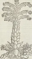Picture 330 of 392 from Petri Andreae Matthioli Medici Senensis Commentarii, In Libros Sex Pedacii Dioscoridis Anazarbei, De Medica Materia: Adiectis quàm plurimis plantarum & animalium imaginibus, eodem authore (1554), leaf 544
