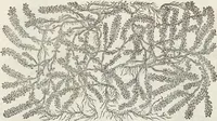 An illustration from Petri Andreae Matthioli Medici Senensis Commentarii, In Libros Sex Pedacii Dioscoridis Anazarbei, De Medica Materia: Adiectis quàm plurimis plantarum & animalium imaginibus, eodem authore (1554)