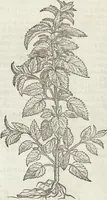 Picture 332 of 392 from Petri Andreae Matthioli Medici Senensis Commentarii, In Libros Sex Pedacii Dioscoridis Anazarbei, De Medica Materia: Adiectis quàm plurimis plantarum & animalium imaginibus, eodem authore (1554), leaf 547