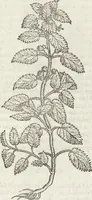 Picture 333 of 392 from Petri Andreae Matthioli Medici Senensis Commentarii, In Libros Sex Pedacii Dioscoridis Anazarbei, De Medica Materia: Adiectis quàm plurimis plantarum & animalium imaginibus, eodem authore (1554), leaf 547