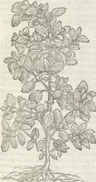 An illustration from Petri Andreae Matthioli Medici Senensis Commentarii, In Libros Sex Pedacii Dioscoridis Anazarbei, De Medica Materia: Adiectis quàm plurimis plantarum & animalium imaginibus, eodem authore (1554)