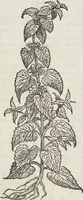 An illustration from Petri Andreae Matthioli Medici Senensis Commentarii, In Libros Sex Pedacii Dioscoridis Anazarbei, De Medica Materia: Adiectis quàm plurimis plantarum & animalium imaginibus, eodem authore (1554)
