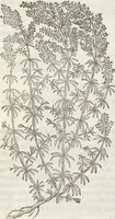 An illustration from Petri Andreae Matthioli Medici Senensis Commentarii, In Libros Sex Pedacii Dioscoridis Anazarbei, De Medica Materia: Adiectis quàm plurimis plantarum & animalium imaginibus, eodem authore (1554)
