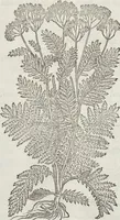 Picture 338 of 392 from Petri Andreae Matthioli Medici Senensis Commentarii, In Libros Sex Pedacii Dioscoridis Anazarbei, De Medica Materia: Adiectis quàm plurimis plantarum & animalium imaginibus, eodem authore (1554), leaf 552