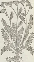 Picture 339 of 392 from Petri Andreae Matthioli Medici Senensis Commentarii, In Libros Sex Pedacii Dioscoridis Anazarbei, De Medica Materia: Adiectis quàm plurimis plantarum & animalium imaginibus, eodem authore (1554), leaf 552