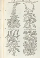 An illustration from Petri Andreae Matthioli Medici Senensis Commentarii, In Libros Sex Pedacii Dioscoridis Anazarbei, De Medica Materia: Adiectis quàm plurimis plantarum & animalium imaginibus, eodem authore (1554)