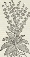 Picture 342 of 392 from Petri Andreae Matthioli Medici Senensis Commentarii, In Libros Sex Pedacii Dioscoridis Anazarbei, De Medica Materia: Adiectis quàm plurimis plantarum & animalium imaginibus, eodem authore (1554), leaf 555