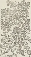 Picture 343 of 392 from Petri Andreae Matthioli Medici Senensis Commentarii, In Libros Sex Pedacii Dioscoridis Anazarbei, De Medica Materia: Adiectis quàm plurimis plantarum & animalium imaginibus, eodem authore (1554), leaf 556