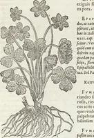 Picture 344 of 392 from Petri Andreae Matthioli Medici Senensis Commentarii, In Libros Sex Pedacii Dioscoridis Anazarbei, De Medica Materia: Adiectis quàm plurimis plantarum & animalium imaginibus, eodem authore (1554), leaf 557