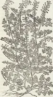 An illustration from Petri Andreae Matthioli Medici Senensis Commentarii, In Libros Sex Pedacii Dioscoridis Anazarbei, De Medica Materia: Adiectis quàm plurimis plantarum & animalium imaginibus, eodem authore (1554)