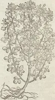 An illustration from Petri Andreae Matthioli Medici Senensis Commentarii, In Libros Sex Pedacii Dioscoridis Anazarbei, De Medica Materia: Adiectis quàm plurimis plantarum & animalium imaginibus, eodem authore (1554)