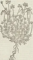 An illustration from Petri Andreae Matthioli Medici Senensis Commentarii, In Libros Sex Pedacii Dioscoridis Anazarbei, De Medica Materia: Adiectis quàm plurimis plantarum & animalium imaginibus, eodem authore (1554)