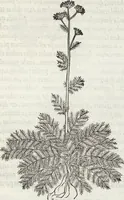 An illustration from Petri Andreae Matthioli Medici Senensis Commentarii, In Libros Sex Pedacii Dioscoridis Anazarbei, De Medica Materia: Adiectis quàm plurimis plantarum & animalium imaginibus, eodem authore (1554)
