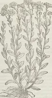 An illustration from Petri Andreae Matthioli Medici Senensis Commentarii, In Libros Sex Pedacii Dioscoridis Anazarbei, De Medica Materia: Adiectis quàm plurimis plantarum & animalium imaginibus, eodem authore (1554)